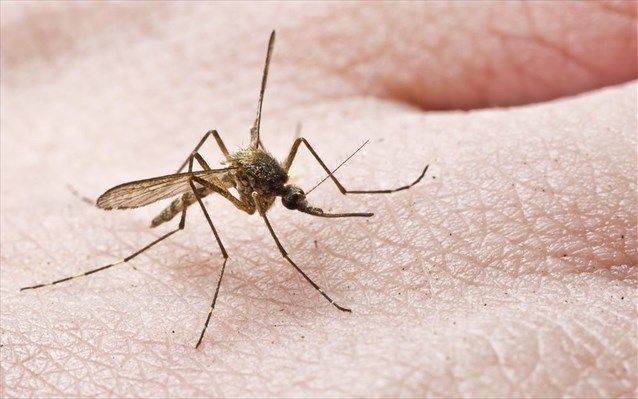 Τα κουνούπια προτιμούν συγκεκριμένη ομάδα αίματος – Γιατί τσιμπάνε κάποιους περισσότερο