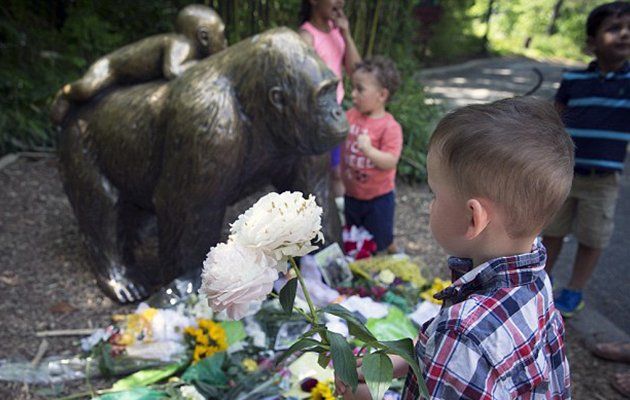 «Ατυχήματα συμβαίνουν»: Η αντίδραση της μάνας για την θανάτωση του 17χρονου σπάνιου γορίλα, Χαράμπε (εικόνες, video)