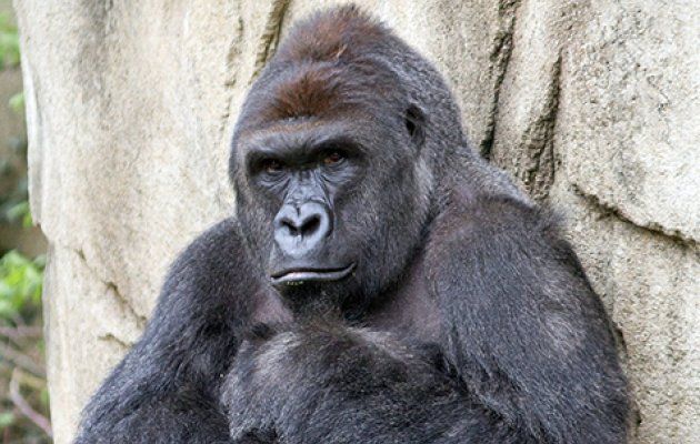 Όταν ο Χαράμπε ήταν μωρό και τα παιδιά τον λάτρευαν -Δείτε το συγκινητικό video