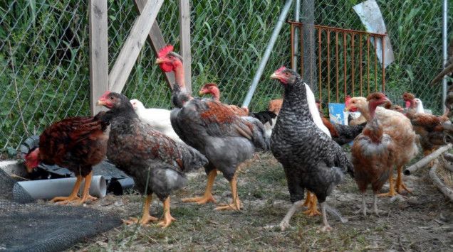 Μπαίνει πλαφόν… στις κότες που βρίσκονται στις αυλές σπιτιών στα χωριά
