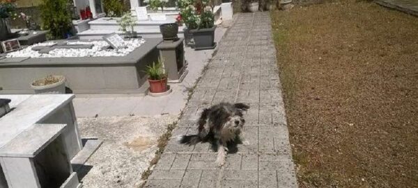 Ο Χάτσικο των Ιωαννίνων -Ζει στο νεκροταφείο, δίπλα στο μνήμα του αφεντικού του