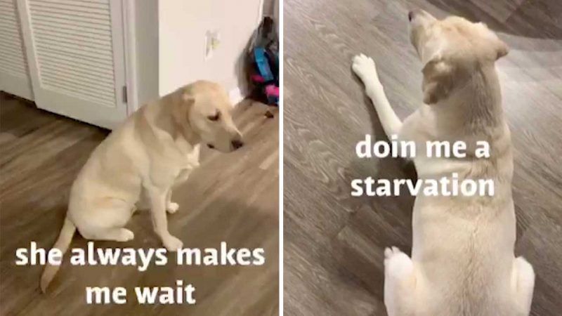 Ξεκαρδιστικό βίντεο με σκύλο να παρακαλά το αφεντικό του να τον αφήσει να απολαύσει το φαγητό του!