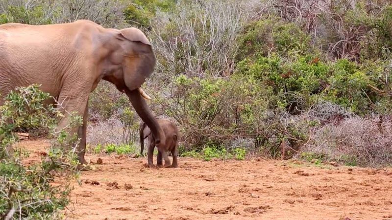 Ελέφαντας τα έβαλε με ένα μικρό, αλλά υπολόγιζε χωρίς τη… μαμά του!