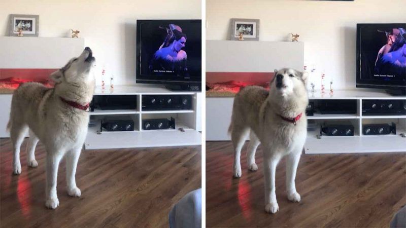 Ξεκαρδιστικό: Σκύλος τραγουδά όπερα, με τη συνοδεία… τηλεόρασης!