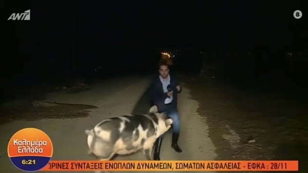 Ο Λάζος Μαντικός για το ξεκαρδιστικό περιστατικό με το γουρούνι στο “Καλημέρα Ελλάδα”
