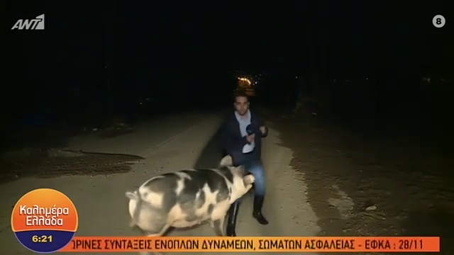 Ο Λάζος Μαντικός για το ξεκαρδιστικό περιστατικό με το  γουρούνι στο “Καλημέρα Ελλάδα”
