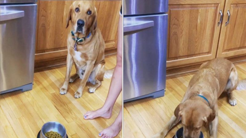 Σκύλος περιμένει υπομονετικά το αφεντικό του να τελειώσει την προσευχή για να φάει