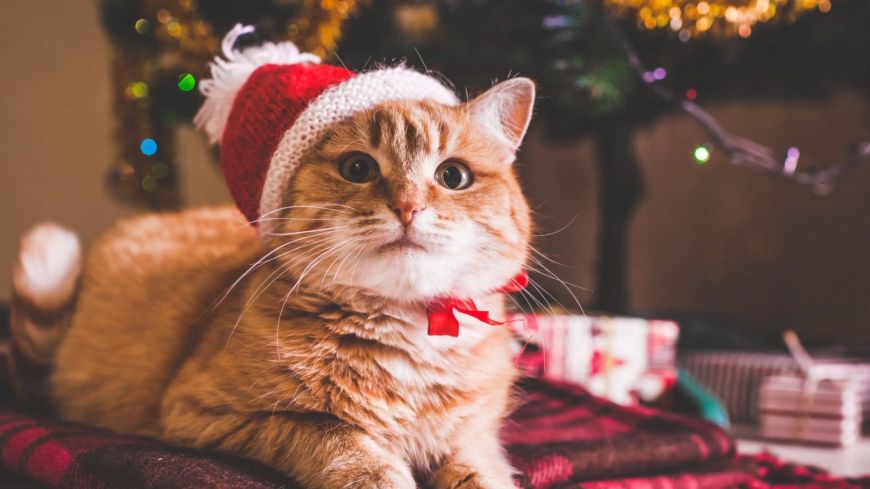 Πες αλήθεια: Λατρεύεις τη γάτα σου, αλλά… θα πλήρωνες για να μάθεις πώς να την κρατήσεις μακριά από το Χριστουγεννιάτικο δέντρο!