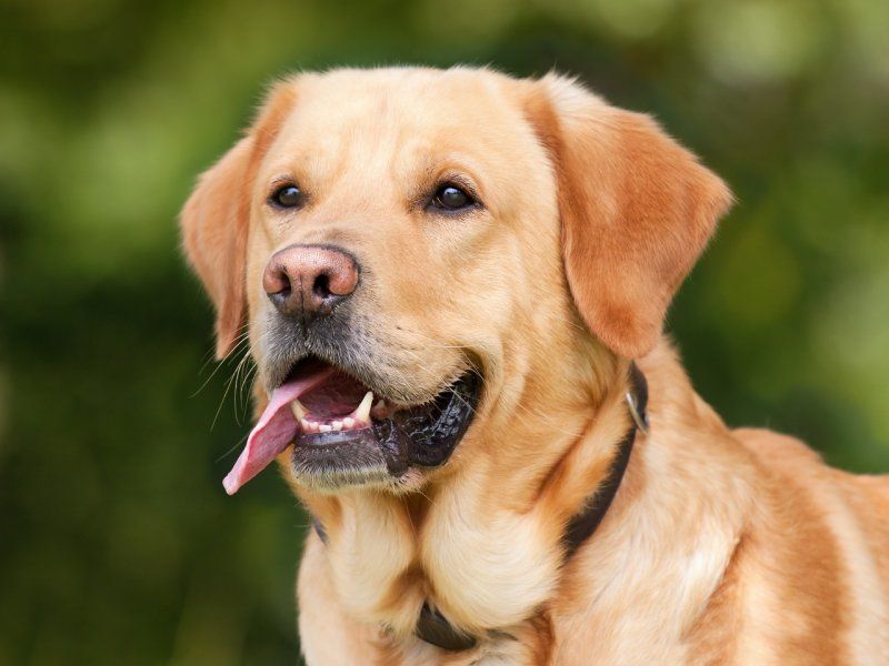 Σκύλος θετικός στον κοροναϊό – Η πρώτη πιθανή μετάδοση σε κατοικίδιο