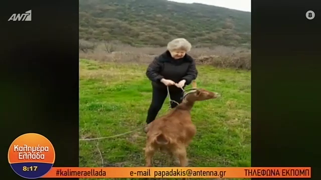 Γιαγιά βγάζει την κατσίκα της βόλτα kai  τα “ψέλνει” στην κυβέρνηση