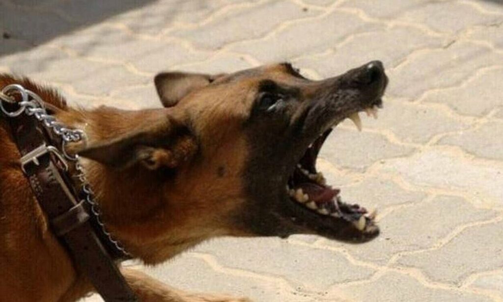 Αγέλη σκύλων κατασπάραξε μητέρα 4 παιδιών