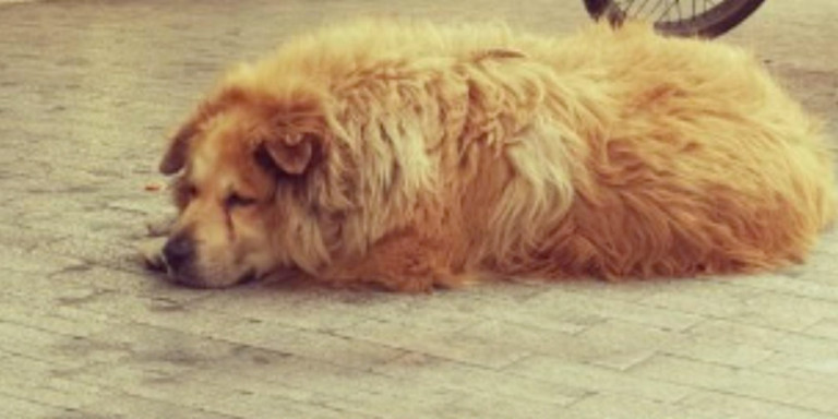 Φορτηγό παρέσυρε και σκότωσε έναν από τους πιο αγαπημένους αδέσποτους σκύλους στο κέντρο της Αθήνας