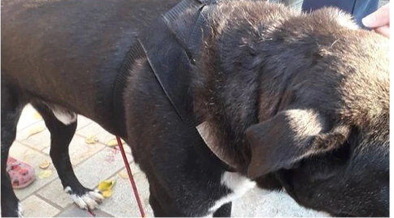Βόλος: Πίσω από την κτηνωδία σε σκύλο κρυβόταν ένας φοιτητής – Του έριξε με βαλίστρα