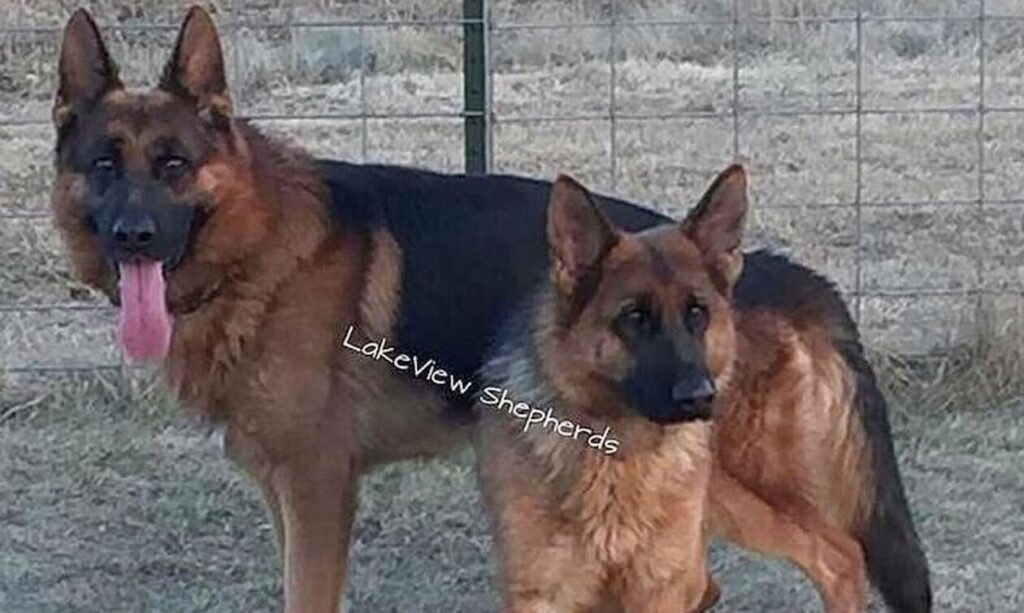 Τραγωδία: Σκύλος κατασπάραξε 14χρονο – Νεκρό το παιδί