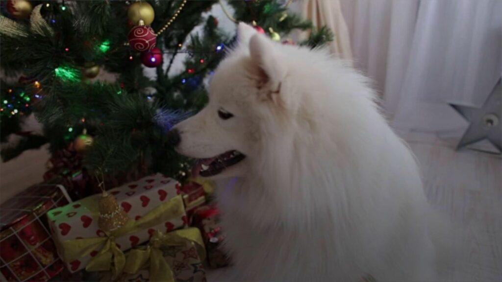 Πώς να προστατεύσετε το σκυλάκι σας από το χριστουγεννιάτικο δέντρο!