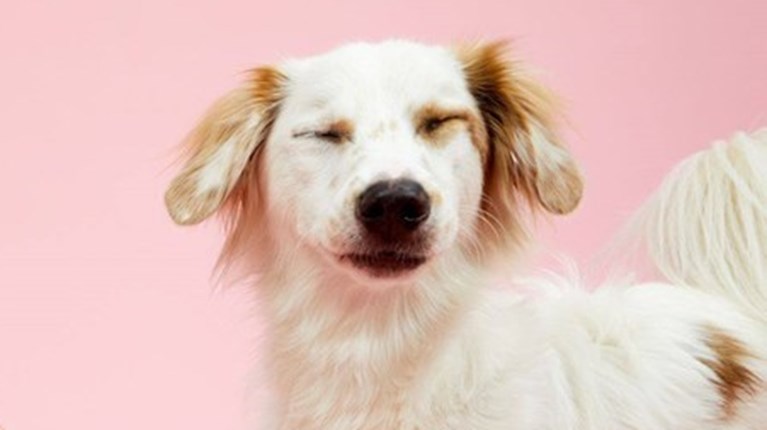 Σταύρος: Ο πανέμορφος και τυχερός σκύλος από τη Λέσβο – Τον πέταξαν σε σακί, τώρα είναι αφίσα στο Λονδίνο