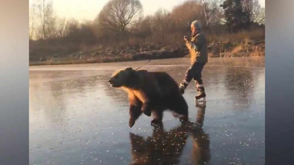 Ice – Skating με τη βοήθεια… αρκούδας!