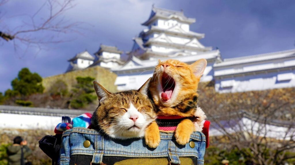 Γατάκια ταξιδεύουν και στους 47 νομούς της Ιαπωνίας μέσα σε 3 χρόνια… και γίνονται viral!