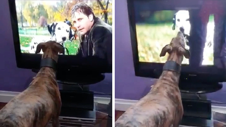 Σκυλάκος συγκινείται βλέποντας τα 101 Σκυλιά της Δαλματίας στην τηλεόραση!