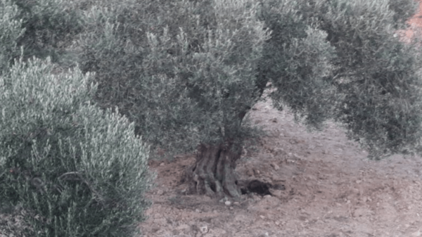 Τραγικός επίλογος στο θάνατο του 20χρονου Θανάση- Η ιατροδικαστική εξέταση και ο τελευταίος έντονος καβγάς