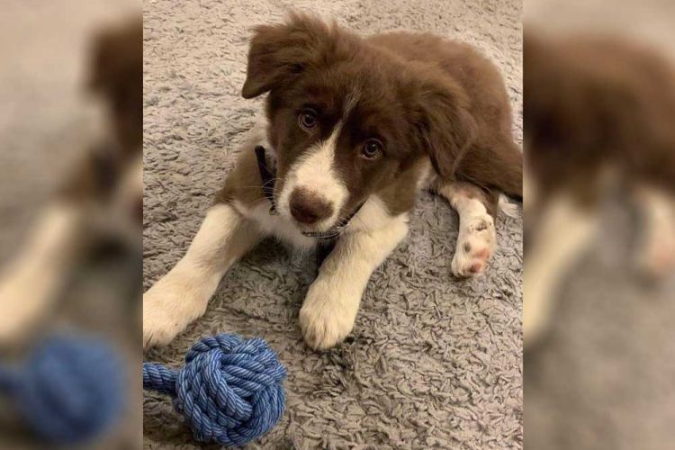 Η ιστορία της σκυλίτσας που κρέμασε ο συζυγοκτόνος στα Γλυκά Νερά