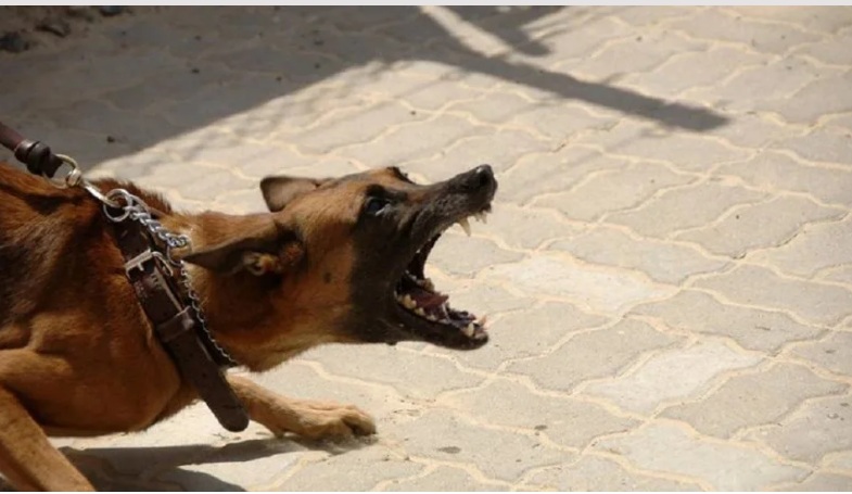Γαλάτσι: Σκυλί δάγκωσε αστυνομικό σε ταράτσα πολυκατοικίας – Εκείνος τράβηξε όπλο και το σκότωσε