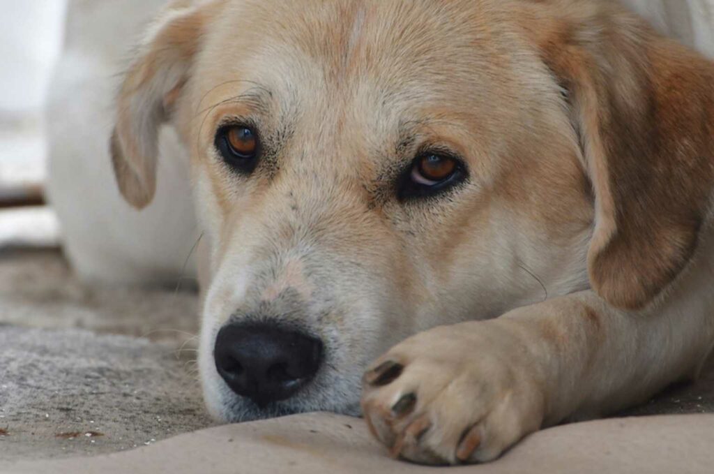 Κτηνωδία στην Εύβοια – Πυροβόλησαν και τραυμάτισαν σοβαρά σκύλο