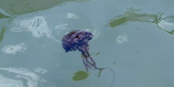 Με μωβ μέδουσες γεμίζουν οι θάλασσες της Ελλάδας – Τι να κάνετε αν σας τσιμπήσουν
