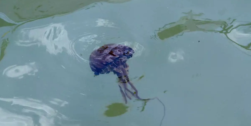 Με μωβ μέδουσες γεμίζουν οι θάλασσες της Ελλάδας – Τι να κάνετε αν σας τσιμπήσουν