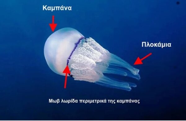 Γαλάζιες μέδουσες: Πόσο επικίνδυνες είναι και ο τρόπος που τις απωθείς αν τις δεις στη θάλασσα