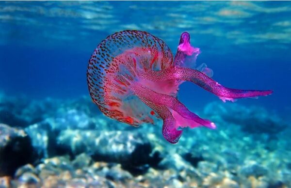 Μωβ μέδουσες: Η τελευταία ενημέρωση για φέτος – Η κατάσταση στις ελληνικές παραλίες