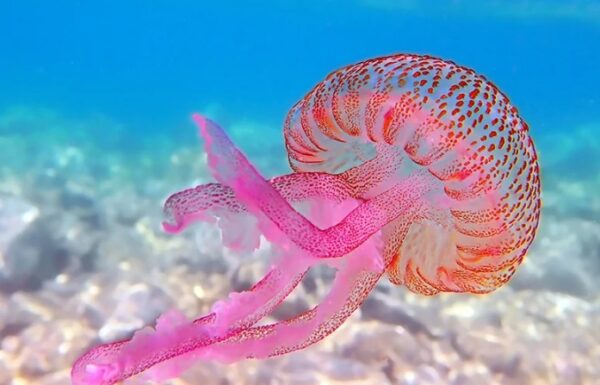 Μωβ μέδουσες: Ποιες παραλίες πρέπει να αποφεύγονται