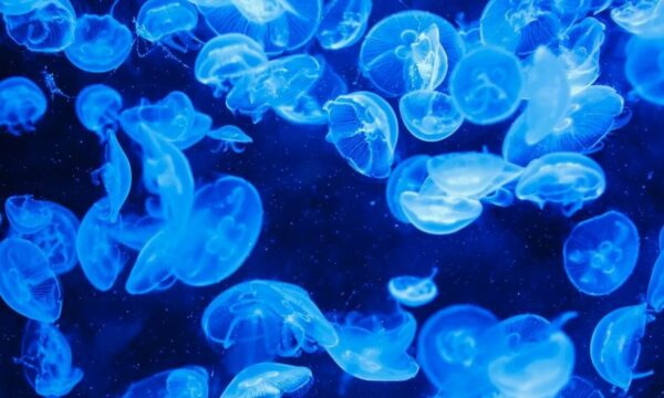 Μετά τις μωβ έρχονται και οι γαλάζιες μέδουσες – Τι εκτιμούν οι ειδικοί
