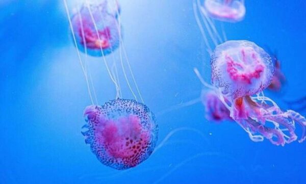 Μωβ μέδουσες: Ποιες παραλίες πρέπει να αποφύγουμε στην Αττική – Ο χάρτης με τις επικίνδυνες περιοχές