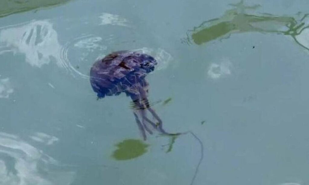 Μωβ μέδουσες: Έτσι σταματά η εξάπλωση της τοξίνης αν μας τσιμπήσουν