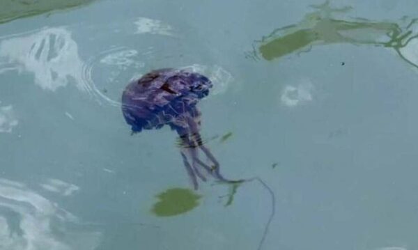 Μωβ μέδουσες: Έτσι σταματά η εξάπλωση της τοξίνης αν μας τσιμπήσουν