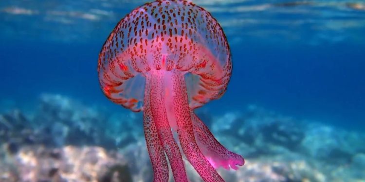 Μωβ μέδουσες: Ο χάρτης με τις πιο επικίνδυνες παραλίες στην Ελλάδα