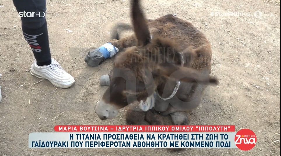 Nέα ιστορία κακοποίησης ζώου: Τιτάνια η προσπάθεια να κρατηθεί στη ζωή το γαϊδουράκι που περιφερόταν αβοήθητο με κομμένο πόδι