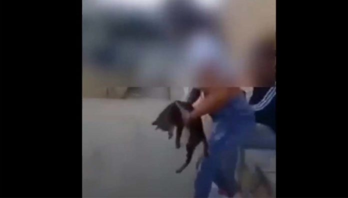 Κρήτη: Βίντεο που προκαλεί οργή – Μαθήτρια κακοποιεί γάτα και «διασκεδάζει» με τις φίλες της