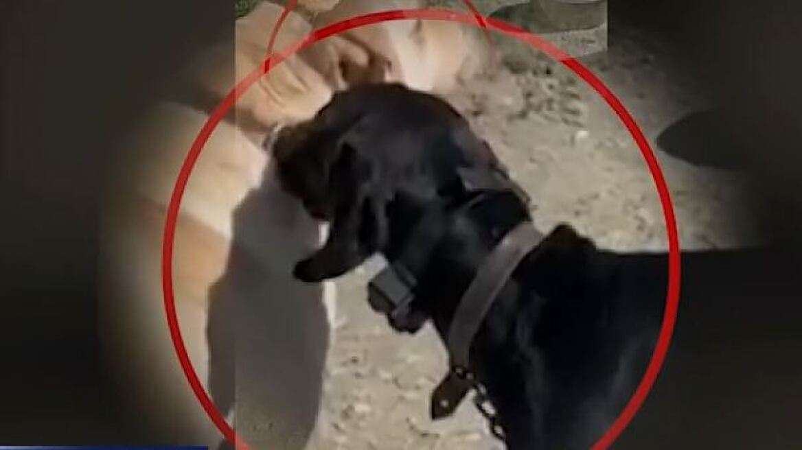Ελεύθερος αλλά με όρους ο 67χρονος Κρητικός που βασάνιζε τον σκύλο του με ηλεκτροσόκ – Τι υποστήριξε ο δικηγόρος του