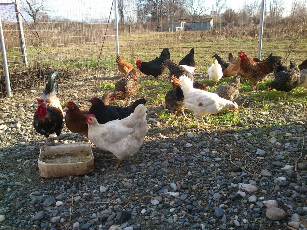 Φθιώτιδα: Την έπιασε από το λαιμό για τις… κότες!