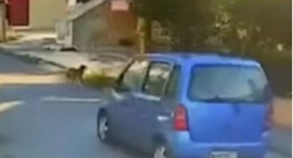 Ασυνείδητη οδηγός στη Θεσσαλονίκη παρασύρει σκυλάκι και το παρατάει αιμόφυρτο στο δρόμο