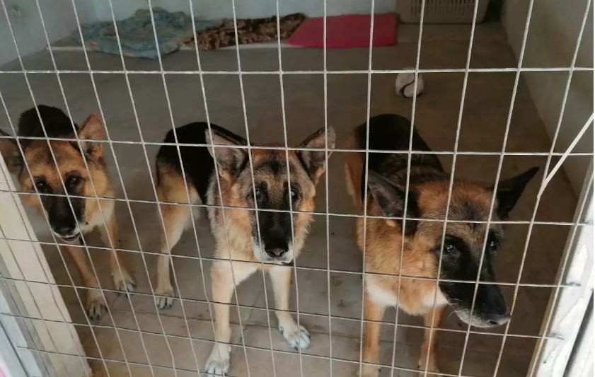 Xαμός στα social media για τον Σταύρο Ξαρχάκο: Γιατί τα σκυλιά του κατέληξαν σε καταφύγιο – Τι απαντά η Ηρώ Σαΐα