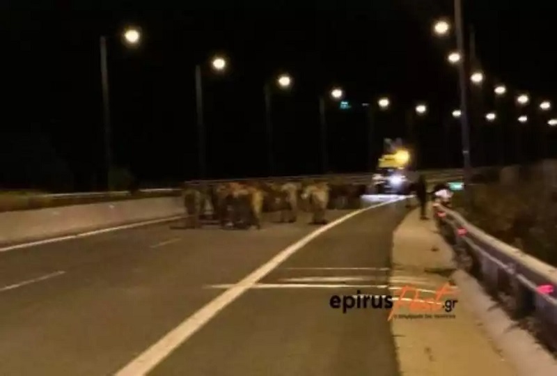 Εγνατία Οδός: Κλειστή μετά από εκτροπή φορτηγού – Γέμισε ο δρόμος αγελάδες