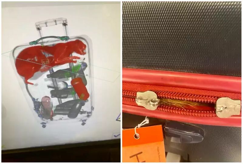 Έπαθαν σοκ οι υπάλληλοι του αεροδρομίου: Είχε κρύψει στη βαλίτσα του… ζωντανή γάτα