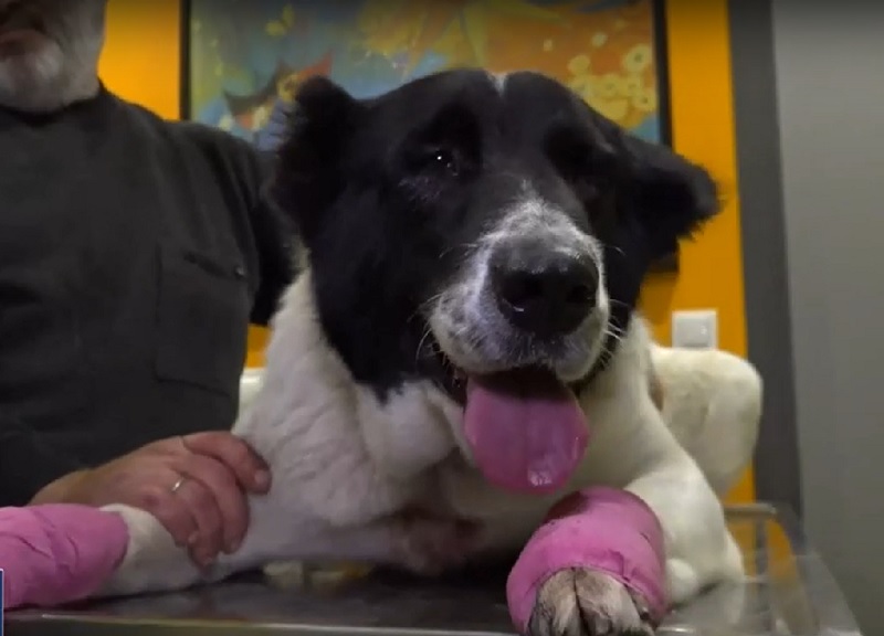 Κτηνωδία στην Πάτρα: Ελεύθερος με όρους ο 70χρονος που έσερνε με το αυτοκίνητό του τη σκυλίτσα του