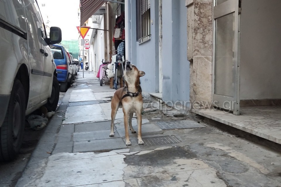 Ο “Χάτσικο” των Χανίων – Κλαίει περιμένοντας το αφεντικό του ο σκύλος του δολοφονηθέντος στην οδό Σμύρνης  (Photos)