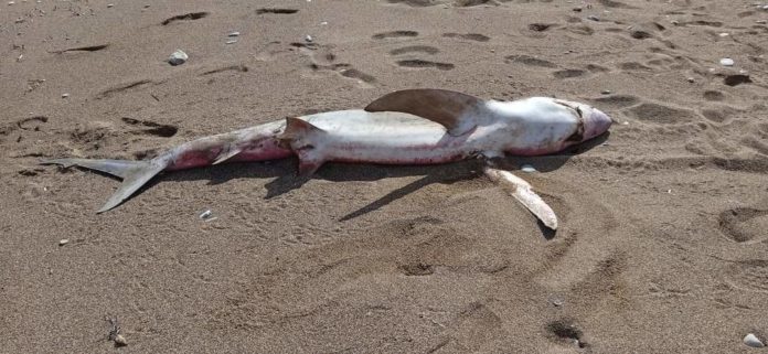 Καρχαρία ξέβρασε η θάλασσα στα Χανιά- Δείτε Photos