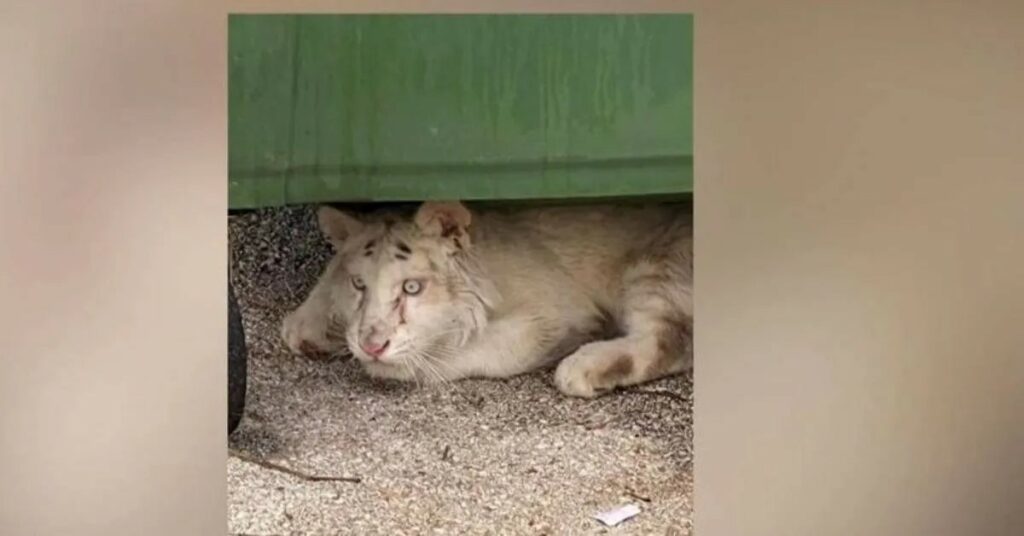 Φιλοζωική ζητά παρέμβαση εισαγγελέα για το τιγράκι που βρέθηκε στα σκουπίδια