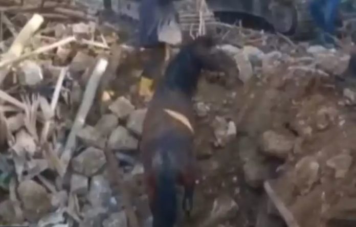 Απίστευτο: Άλογο ανασύρθηκε ζωντανό από τα ερείπια στην Τουρκία 21 ημέρες μετά τον σεισμό! Δείτε βίντεο